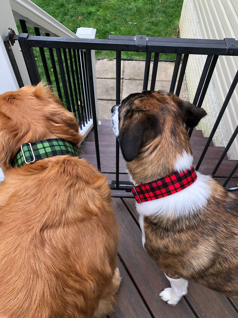 May include: Two dogs wearing plaid collars, one with a green and black plaid collar and the other with a red and black plaid collar. The dogs are standing on a wooden deck with a black metal gate behind them.