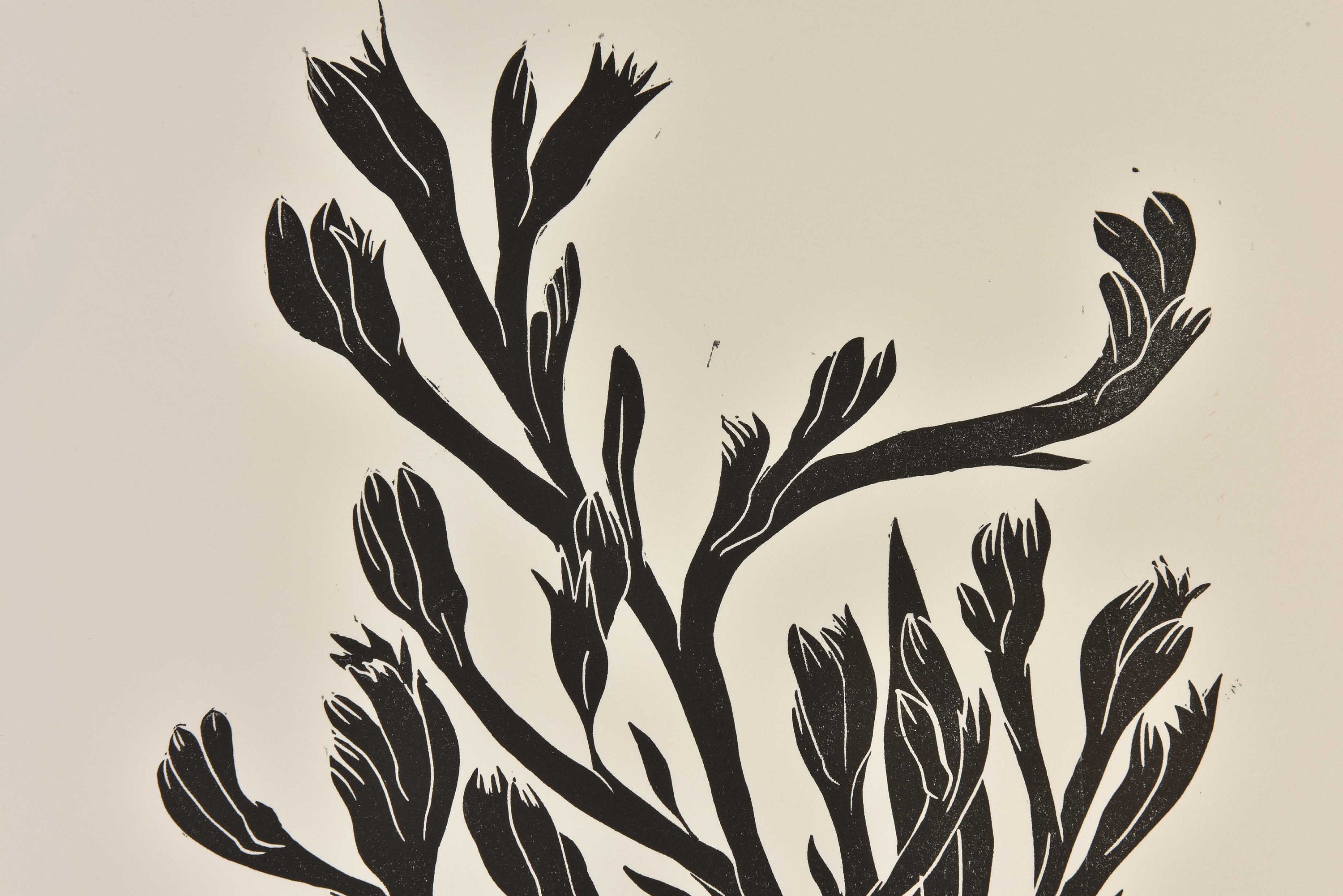 Kangaroo Paw Linocut Black Original Hand Carved Linocut - Etsy Australia