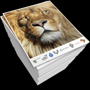 May include: A stack of white paper with a close-up image of a lion's face. The lion has a brown mane and yellow eyes. Logos are printed at the bottom of the top sheet.