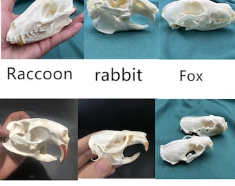 Natural Various types skull DIY specimen teaching model