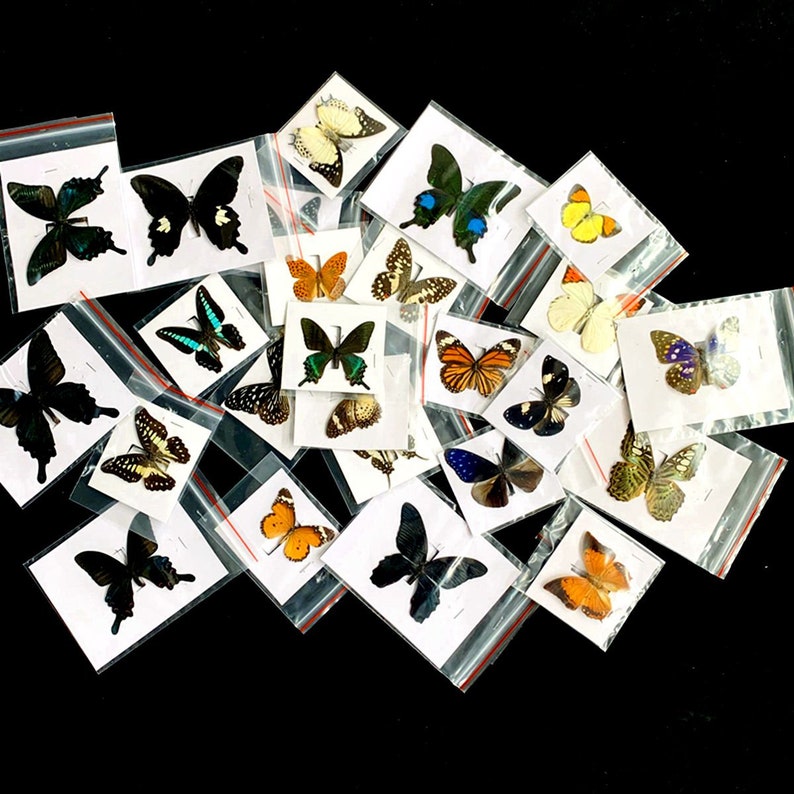 May include: A collection of colorful butterfly specimens displayed in individual plastic bags. The butterflies are arranged in a random pattern and are of various sizes and colors, including black, white, blue, orange, and green.