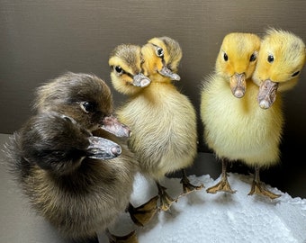 Thriller Pato de dos cabezas Colección de taxidermia hecha a mano Ciencia Educación Decoración del hogar Adornos de regalo