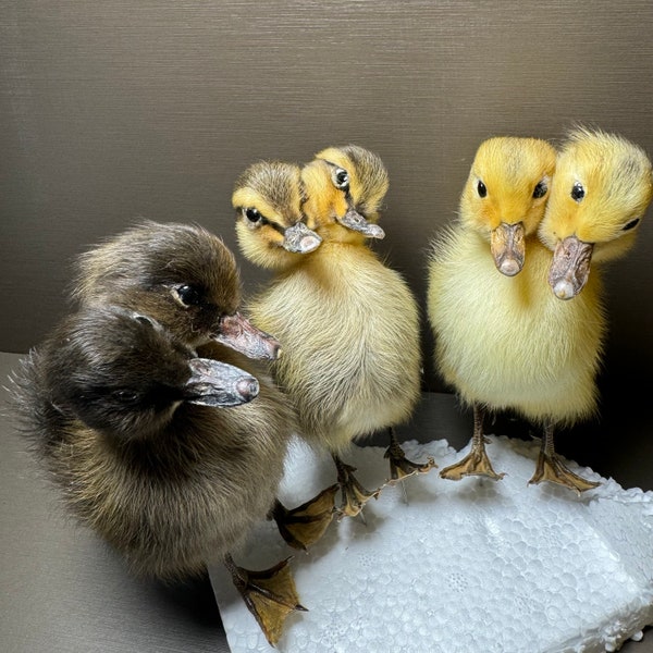 Thriller Collection de taxidermie faite main de canard à deux têtes éducation scientifique décoration d'intérieur cadeau ornements