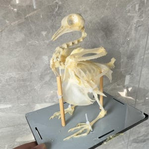 1 set of pigeon bone specimen skeleton teaching manual model creative unique skeleton