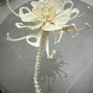 Puede incluir: Una escultura de flor esquelética blanca con un tallo largo y segmentado. La flor tiene múltiples pétalos y está hecha de material óseo.