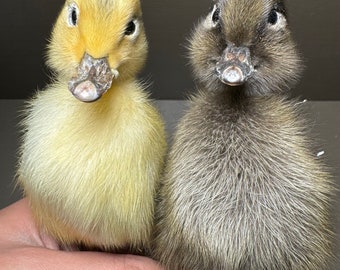 Véritable petit spécimen de canard jaune, étude de bricolage, cadeaux spéciaux pour enfants, jouet éducatif scientifique 1:1 véritables ornements décoratifs