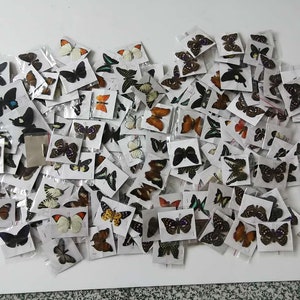 5-100PCS Real Butterfly Specimen Taxidermy Insect Butterflies Decor Happy Birthday Gifts DIY Home Decoration Living Room Collection Art image 3