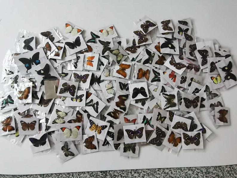 May include: A collection of butterfly specimens mounted on white card stock and encased in clear plastic bags. The butterflies are in various colors, sizes, and patterns.
