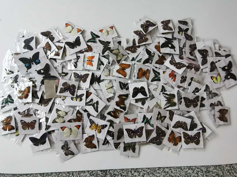 5-100PCS Real Butterfly Specimen Taxidermy Insect Butterflies Decor Happy Birthday Gifts DIY Home Decoration Living Room Collection Art imagem 3