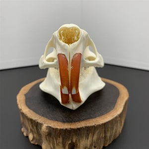 Exquisite Real Nutria skull bone specimen after cleaned and bleached