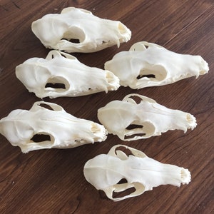Exquisite Real Fox skull bone specimen after cleaned and bleached.