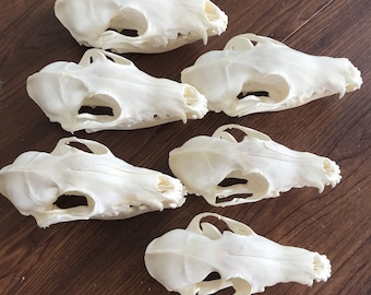 Exquisite Real Fox skull bone specimen after cleaned and bleached.