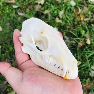 Exquisite Real Raccoon skull bone specimen after cleaned and bleached