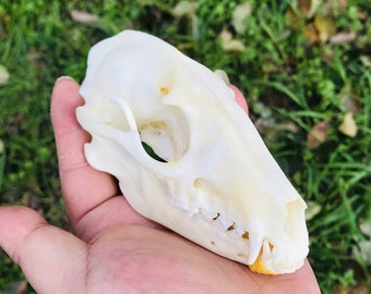 Exquisite Real Raccoon skull bone specimen after cleaned and bleached