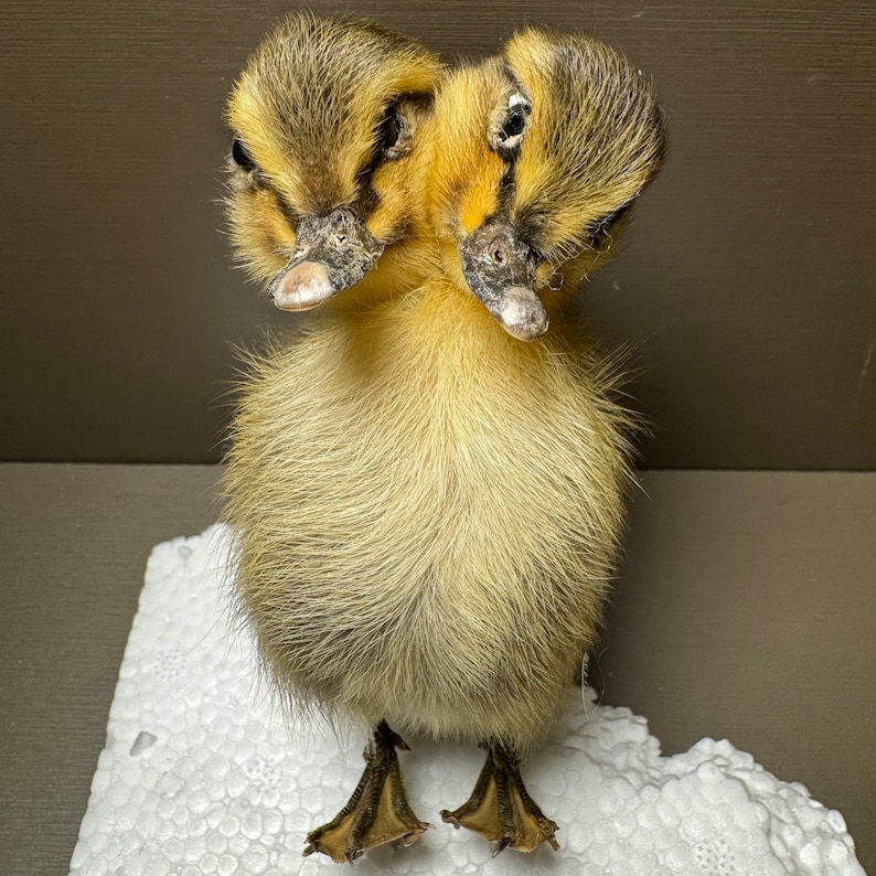 Thriller Two-Headed Duck Handmade Taxidermy Collection Science Education Home Decor Gift Ornaments zdjęcie 6