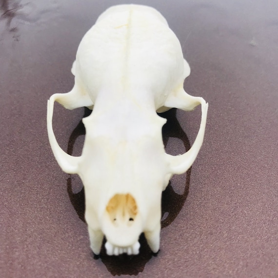 ミンク 標本 頭骨 Amazon.co.jp: ミンクの頭蓋骨モデル - 1:1 実物大の動物の