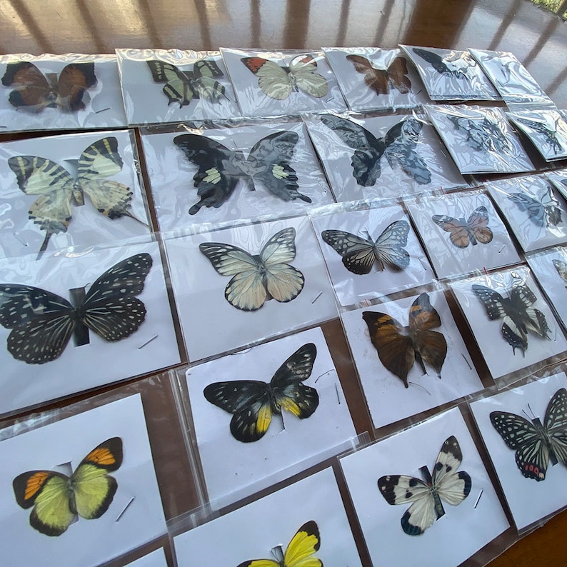 May include: A collection of framed butterflies, each with a different color and pattern. The butterflies are displayed on a white background with a clear plastic cover.
