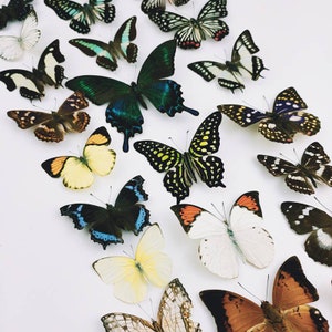 May include: A collection of colorful butterfly specimens mounted on a white background. The butterflies are arranged in a variety of poses, with their wings spread out and their bodies facing different directions. The butterflies are all different colors, including blue, green, yellow, orange, red, and black.