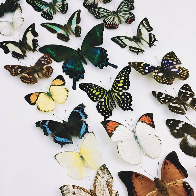 May include: A collection of colorful butterfly specimens mounted on a white background. The butterflies are arranged in a variety of poses, with their wings spread out and their bodies facing different directions. The butterflies are all different colors, including blue, green, yellow, orange, red, and black.