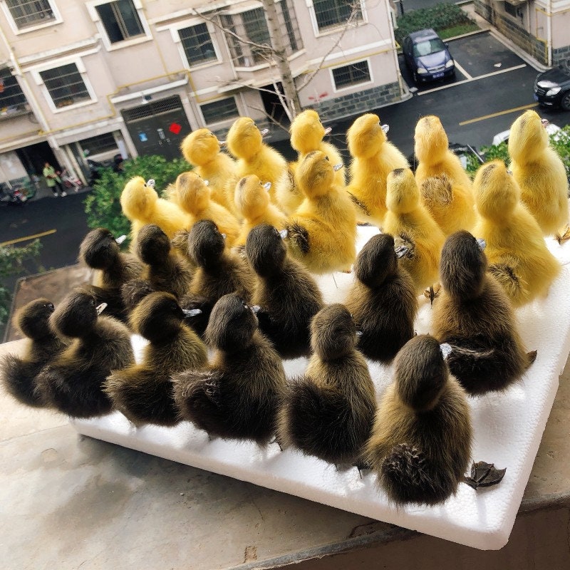 Real Little Yellow Duck Specimen Collectibles Study, Special Gifts Kids Scientific Educational Toy 1:1 Real decorative ornaments