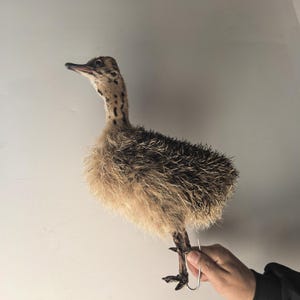 May include: A small, fluffy ostrich chick with brown and black feathers. The chick is standing on a white surface and has a wire hook attached to its leg.
