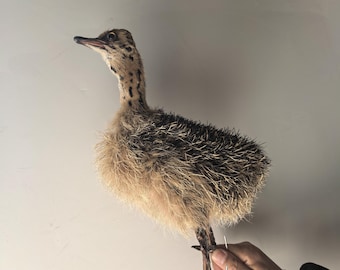 Pequeño ejemplar de avestruz real coleccionable, regalo especial para niños, juguete educativo científico 1:1, adornos decorativos reales.