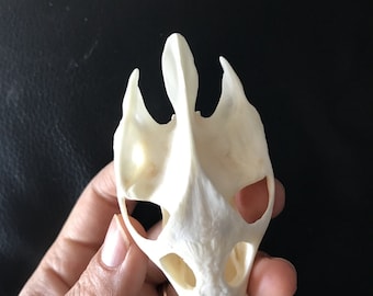 Exquisite Real soft shelled turtle skull bone specimen after cleaned and bleached