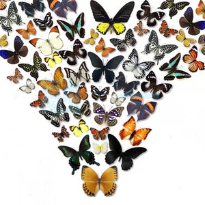 May include: A collection of colorful butterflies arranged in a heart shape. The butterflies are of various sizes and species, with wings in shades of blue, green, orange, yellow, and brown.