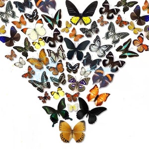 5-100PCS Real Butterfly Specimen Taxidermy Insect Butterflies Decor Happy Birthday Gifts DIY Home Decoration Living Room Collection Art imagem 5