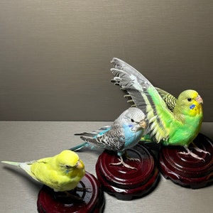 Puede incluir: Tres pequeños periquitos, uno verde, uno azul y uno amarillo, están posados ​​en soportes de madera. El periquito verde tiene las alas extendidas.