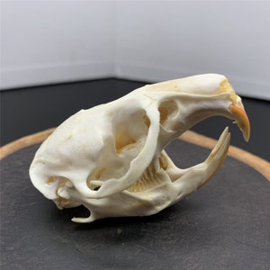 Exquisite Real Muskrat skull bone specimen after cleaned and bleached diy