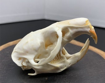 Exquisite Real Muskrat skull bone specimen after cleaned and bleached diy
