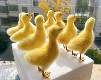Real Little Yellow  Goose Specimen Collectibles Study, Special Gifts Kids Scientific Educational Toy 1:1 Real decorative ornaments