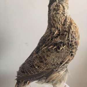 Puede incluir: Un pájaro disecado marrón y blanco con la cabeza inclinada hacia arriba. El pájaro está de pie sobre una base blanca con una etiqueta roja.