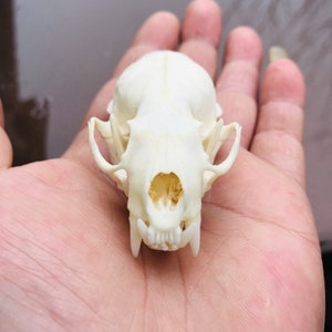 Exquisite Real Mink skull bone specimen after cleaned and bleached