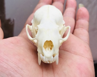 Squisito esemplare di osso del cranio del visone reale dopo essere stato pulito e sbiancato
