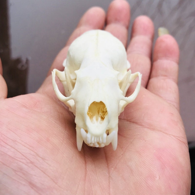 Exquisite Real Mink skull bone specimen after cleaned and bleached