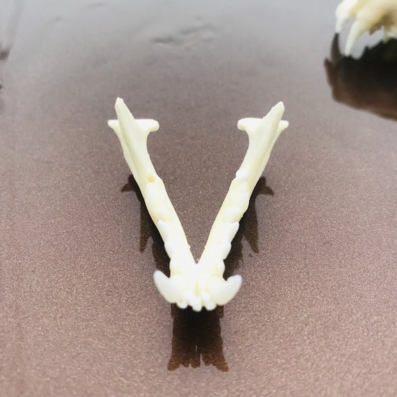 洗浄・漂白後の美しいミンクの頭蓋骨標本 - Etsy 日本