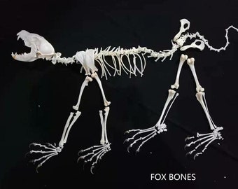 Exquisite Real Fox complete skull & bones specimen after cleaned and bleached