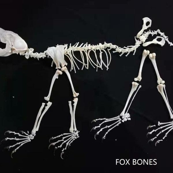 Exquisito real Fox completo cráneo & huesos espécimen después de limpiar y blanquear