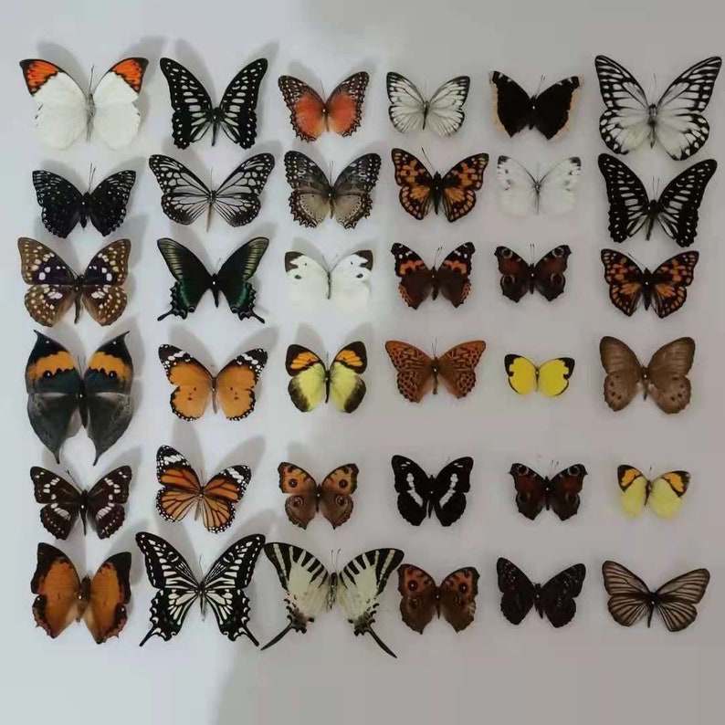 5-100PCS Real Butterfly Specimen Taxidermy Insect Butterflies Decor Happy Birthday Gifts DIY Home Decoration Living Room Collection Art imagem 6