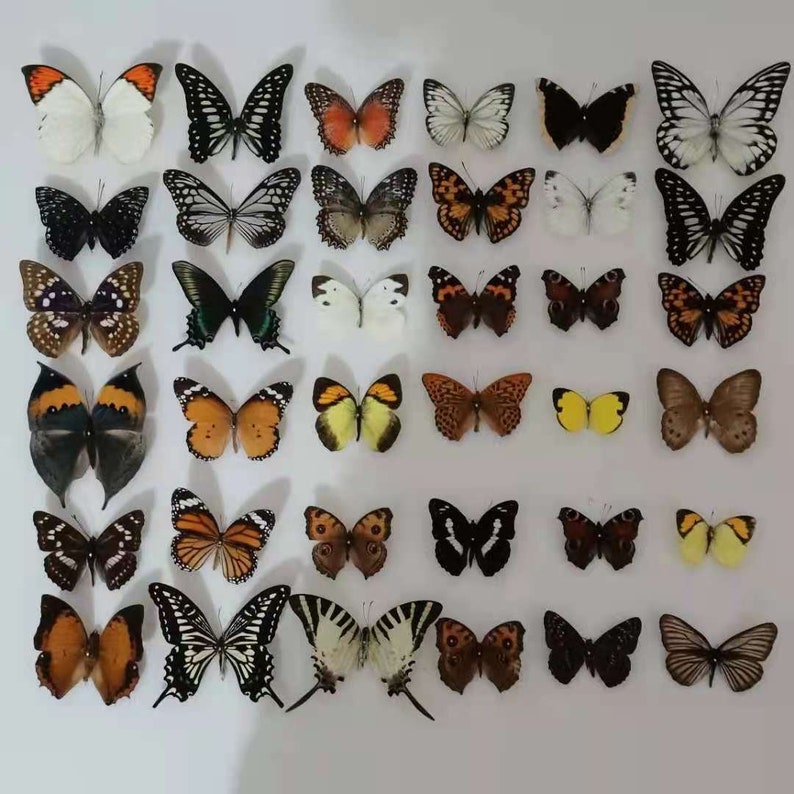 May include: A collection of 36 butterflies pinned to a white background. The butterflies are of various colors, including black, white, orange, yellow, and brown. Some butterflies have intricate patterns on their wings.