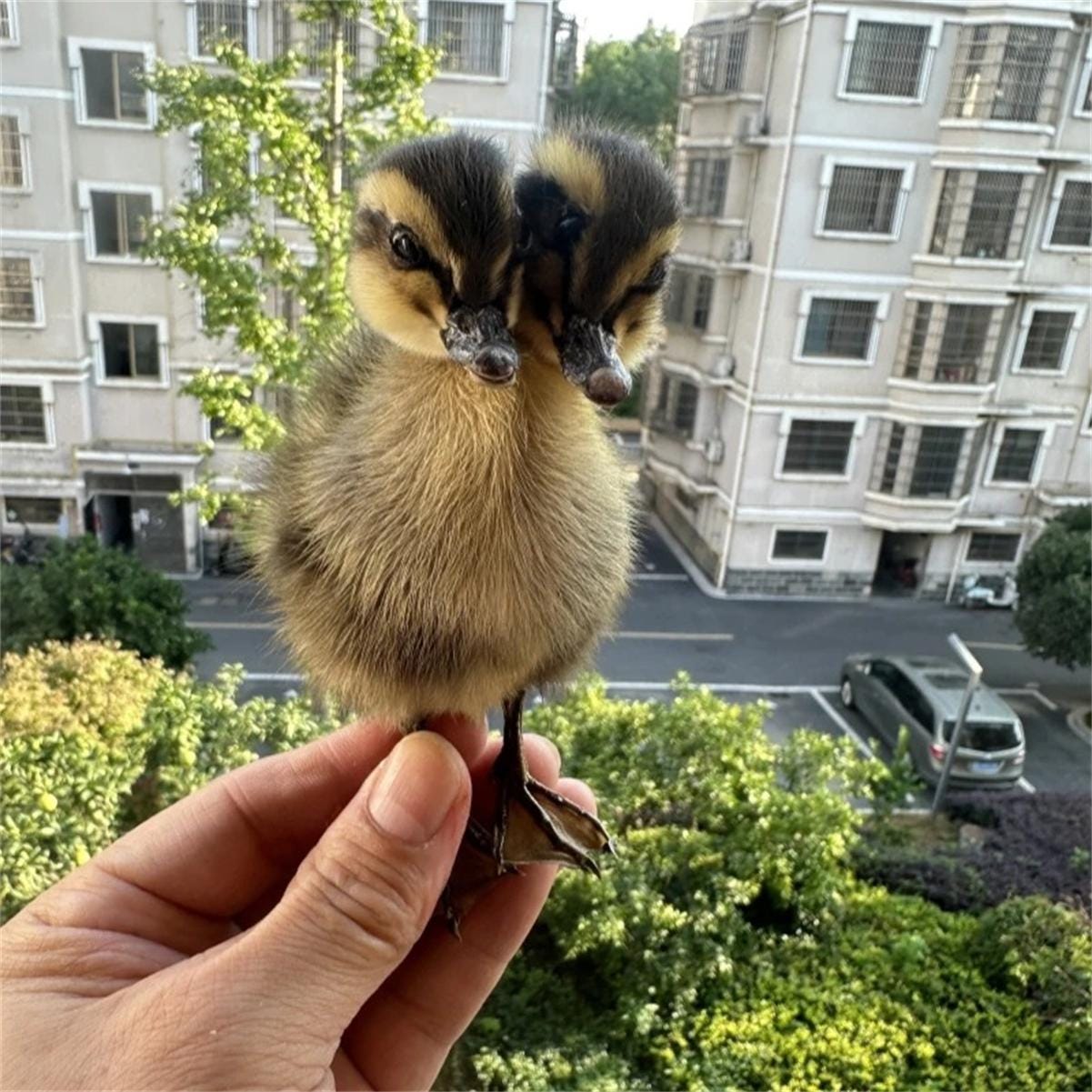 Bird skin taxidermy - Etsy 日本