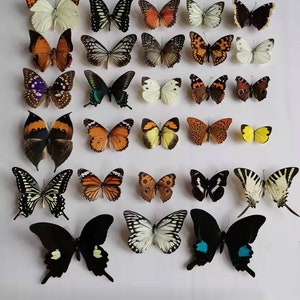 May include: A collection of 30 butterflies, pinned and displayed on a white background. The butterflies are of various colors, including black, white, orange, yellow, brown, and blue.
