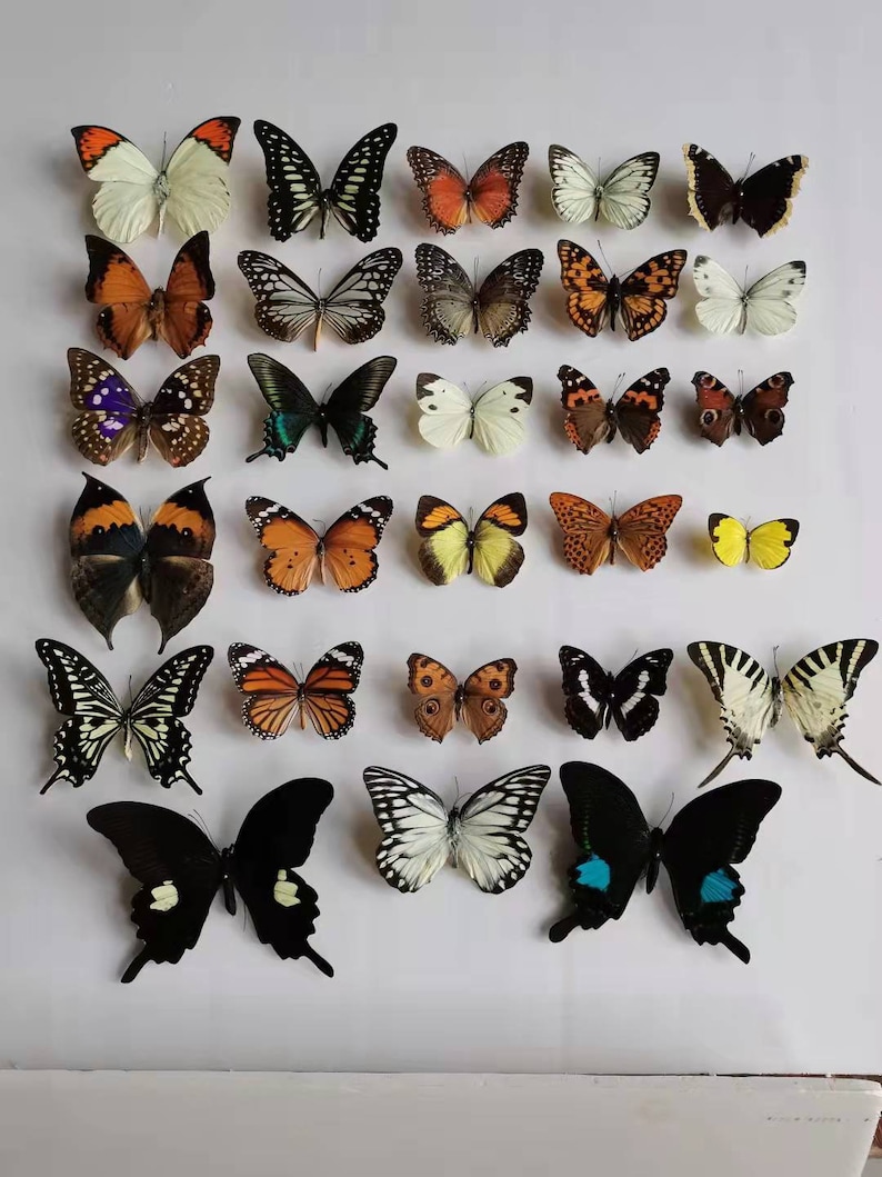 May include: A collection of 30 butterflies, pinned and displayed on a white background. The butterflies are of various colors, including black, white, orange, yellow, brown, and blue.