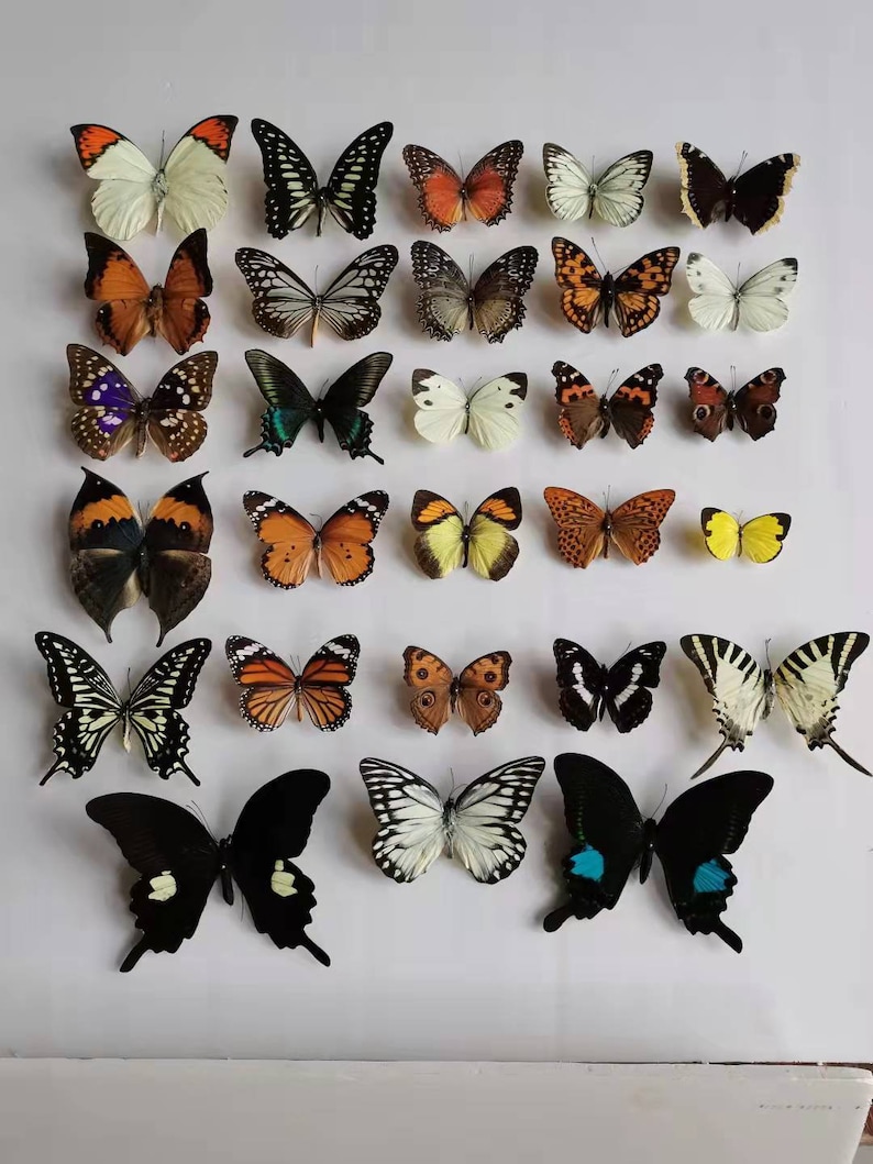 5-100PCS Real Butterfly Specimen Taxidermy Insect Butterflies Decor Happy Birthday Gifts DIY Home Decoration Living Room Collection Art image 4