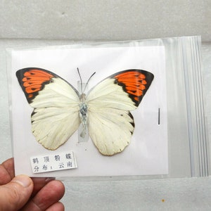 5-100PCS Real Butterfly Specimen Taxidermy Insect Butterflies Decor Happy Birthday Gifts DIY Home Decoration Living Room Collection Art imagem 8