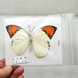 May include: A white butterfly with orange and black markings on its wings. The butterfly is mounted in a clear plastic bag with a white label that reads "背 面 粉 蝶 分 布: 云南".