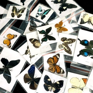 5-100PCS Real Butterfly Specimen Taxidermy Insect Butterflies Decor Happy Birthday Gifts DIY Home Decoration Living Room Collection Art imagem 1