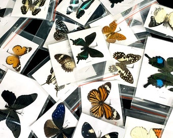 5-100PCS Espécimen de mariposa real Taxidermia Insecto Mariposas Decoración Regalos de feliz cumpleaños DIY Decoración del hogar Sala de estar Colección Arte